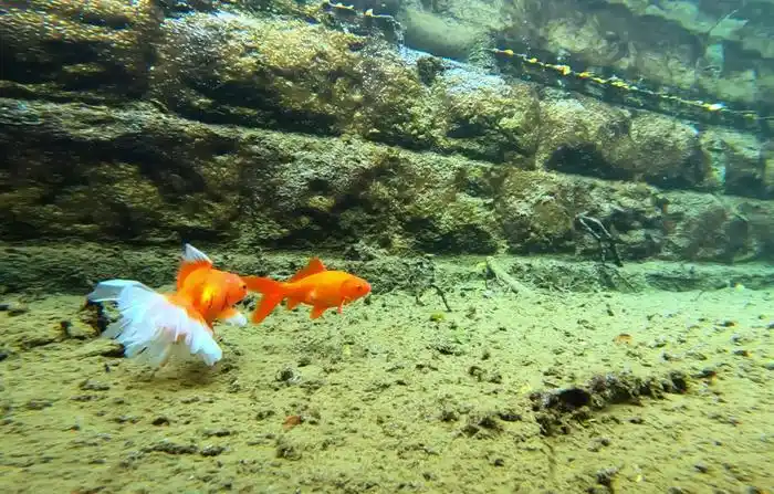 晓露泉旁边的泉_晓露泉灵岩寺_晓露泉济南长清区