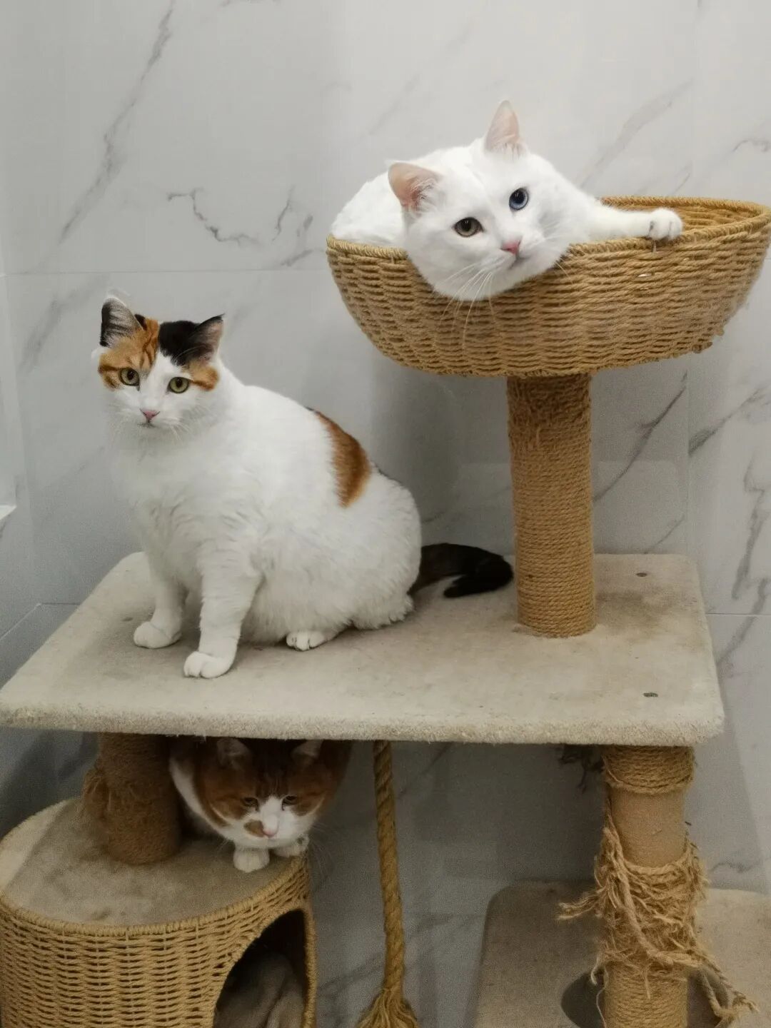 被宠物抓伤处理方法_狂犬疫苗注射指南_老鼠抓的伤口图片