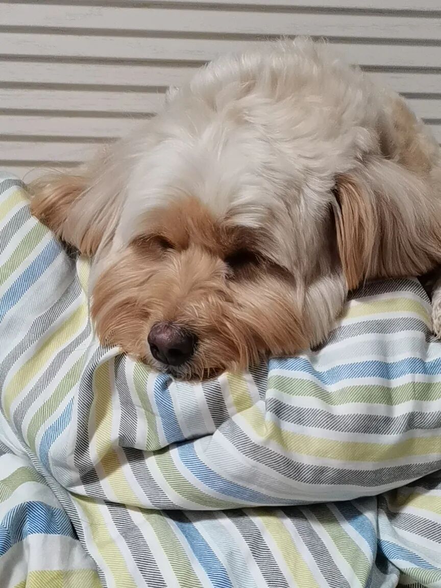 老鼠抓的伤口图片_被宠物抓伤处理方法_狂犬疫苗注射指南