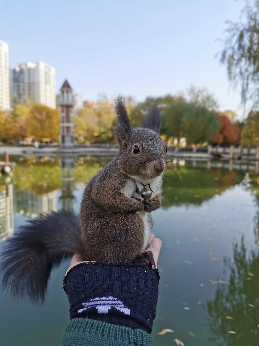 被宠物抓伤处理方法_狂犬疫苗注射指南_老鼠抓的伤口图片