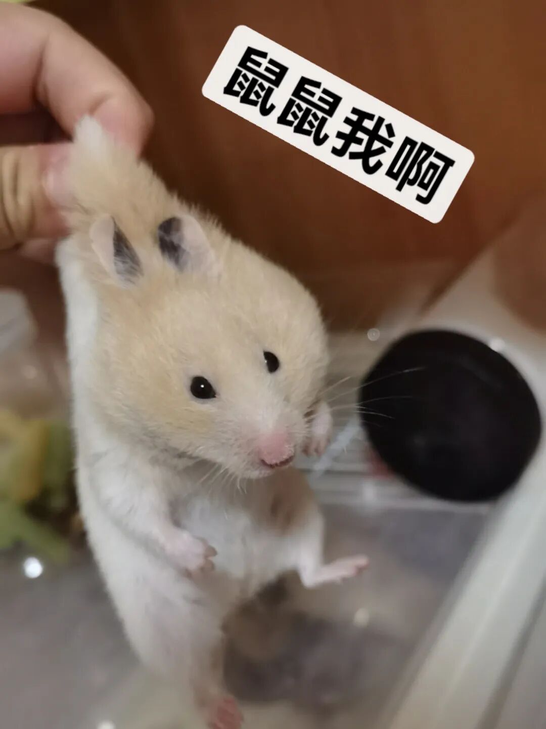 老鼠抓的伤口图片_狂犬疫苗注射指南_被宠物抓伤处理方法