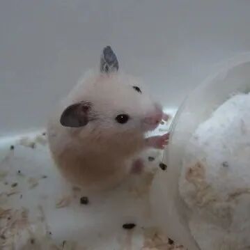 被宠物抓伤处理方法_老鼠抓的伤口图片_狂犬疫苗注射指南