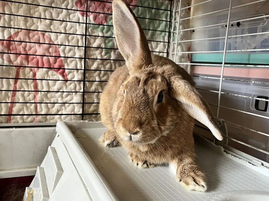 被宠物抓伤处理方法_狂犬疫苗注射指南_老鼠抓的伤口图片