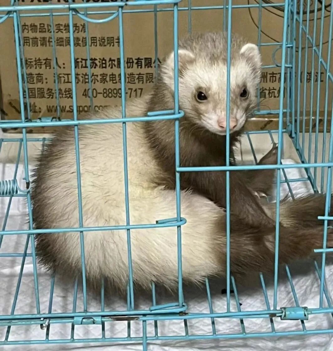 被宠物抓伤处理方法_狂犬疫苗注射指南_老鼠抓的伤口图片