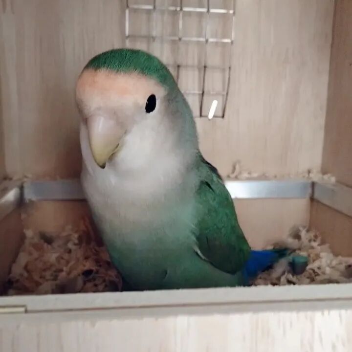 狂犬疫苗注射指南_被宠物抓伤处理方法_老鼠抓的伤口图片