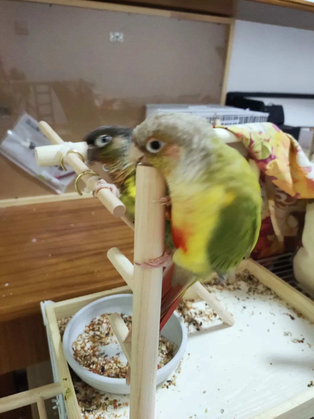 被宠物抓伤处理方法_狂犬疫苗注射指南_老鼠抓的伤口图片