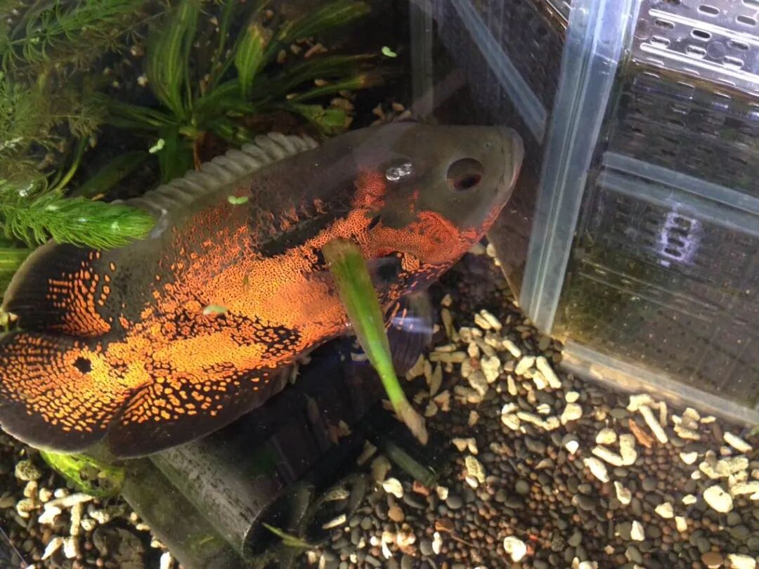 被宠物抓伤处理方法_狂犬疫苗注射指南_老鼠抓的伤口图片