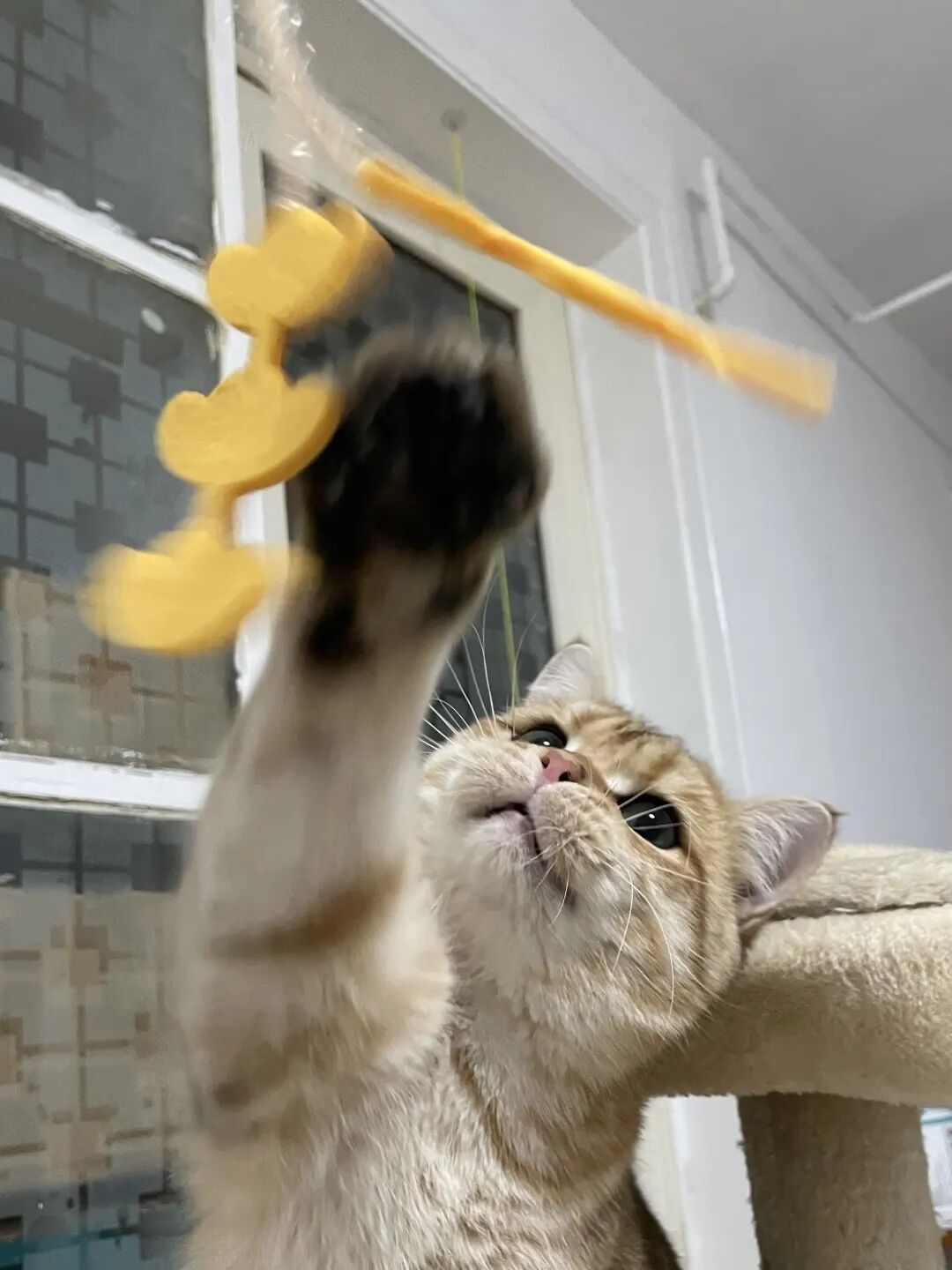 老鼠抓的伤口图片_狂犬疫苗注射指南_被宠物抓伤处理方法