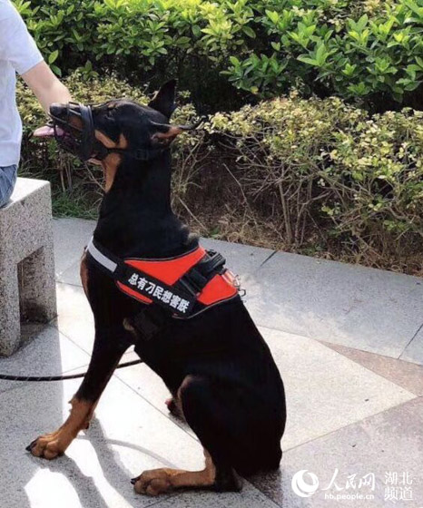 详细阅读:武汉市为文明养犬“立规矩” 违规养犬将被纳入失信名单 武汉市为文明养犬“立规矩” 违规养犬将被纳入失信名单