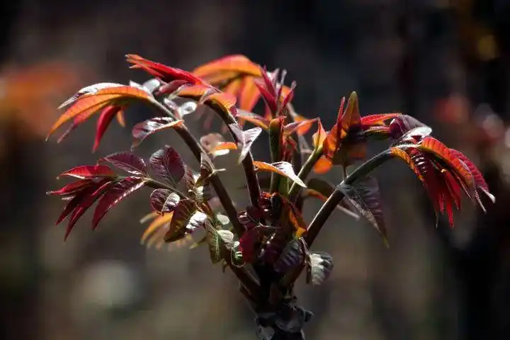 焯水哪些食材需要焯水_正确焯水方法_这6类必须焯水的食物要知道