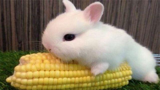 兔子喝水会死吗_兔子不喝水会死吗_养兔子不能喝水