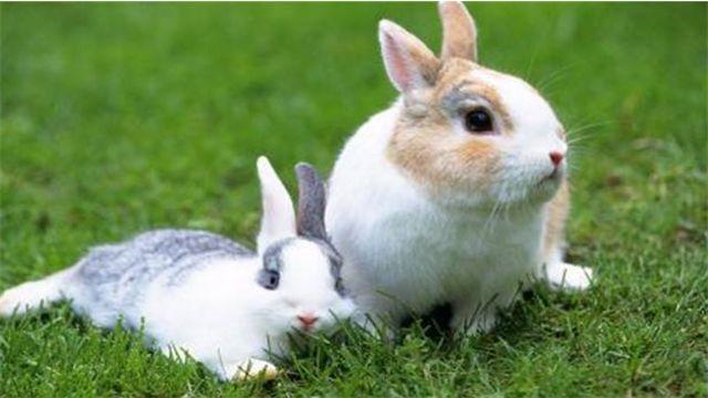 养兔子不能喝水_兔子不喝水会死吗_兔子喝水会死吗