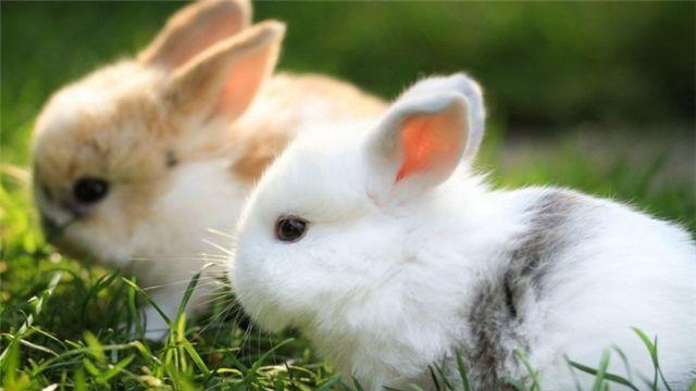 养兔子不能喝水_兔子不喝水会死吗_兔子喝水会死吗