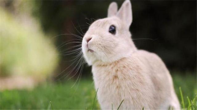 兔子不喝水会死吗_养兔子不能喝水_兔子喝水会死吗