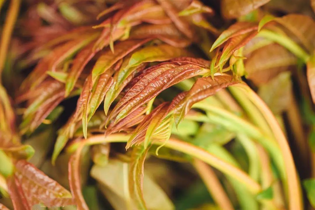 这6类必须焯水的食物要知道_哪些食材需要焯水_焯水技巧