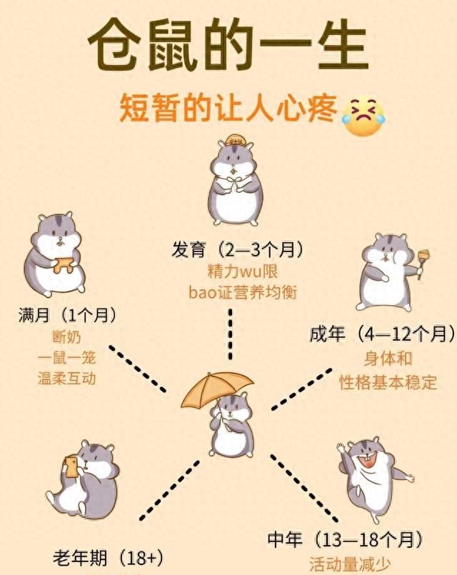 仓鼠的一生：短暂却治愈，养鼠人看完泪目