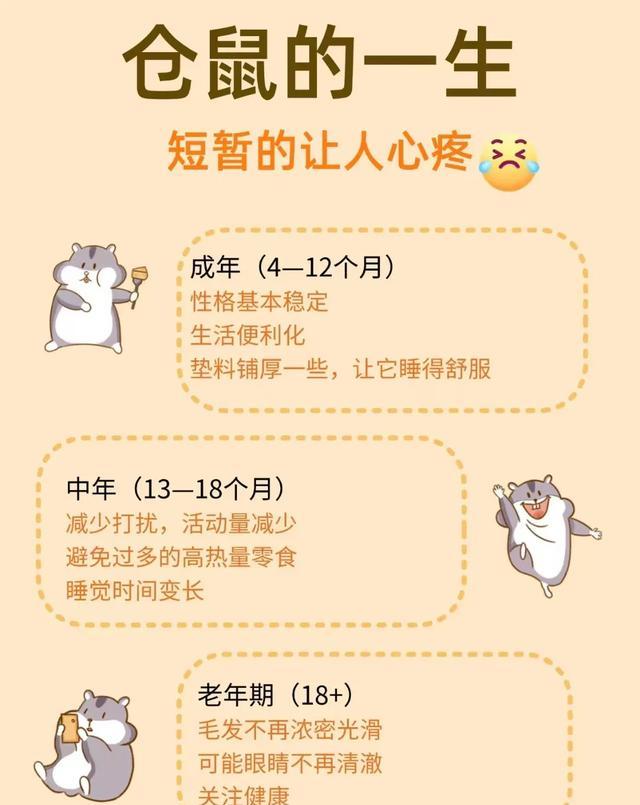 仓鼠正确饲养方法_仓鼠不喝水会死吗_仓鼠寿命短原因