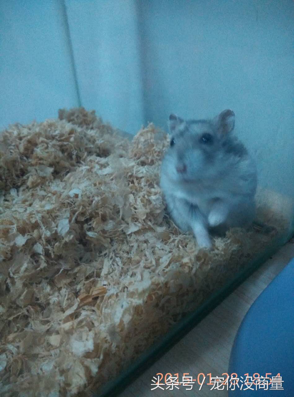 仓鼠酱的饲养与训练