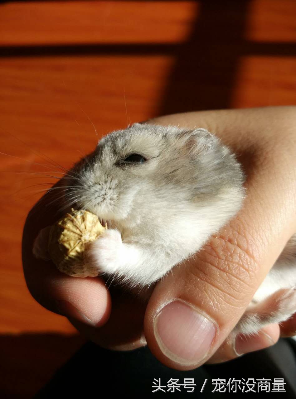 仓鼠新手指南_仓鼠不喝水会死吗_养仓鼠的条件
