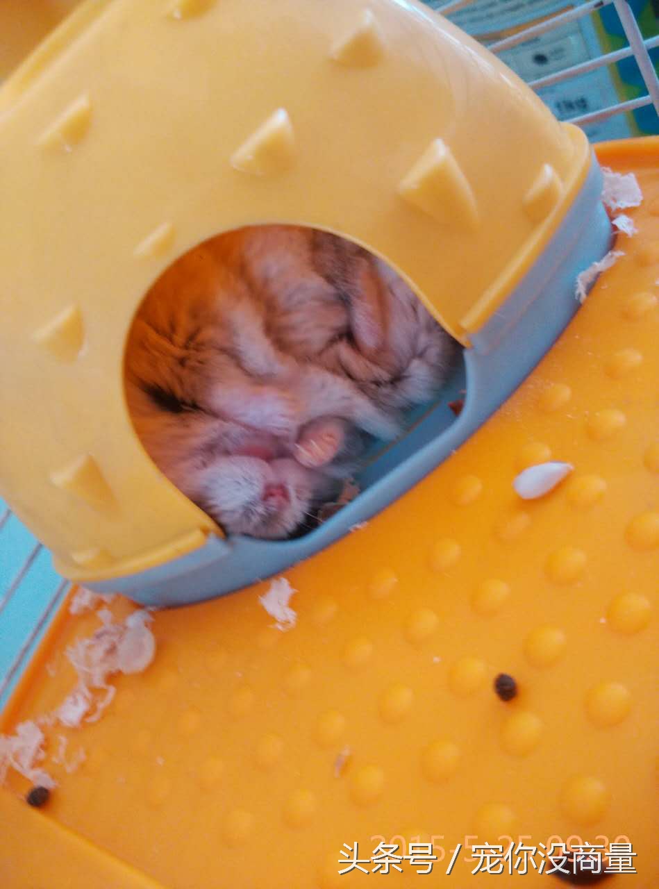 养仓鼠的条件_仓鼠不喝水会死吗_仓鼠新手指南