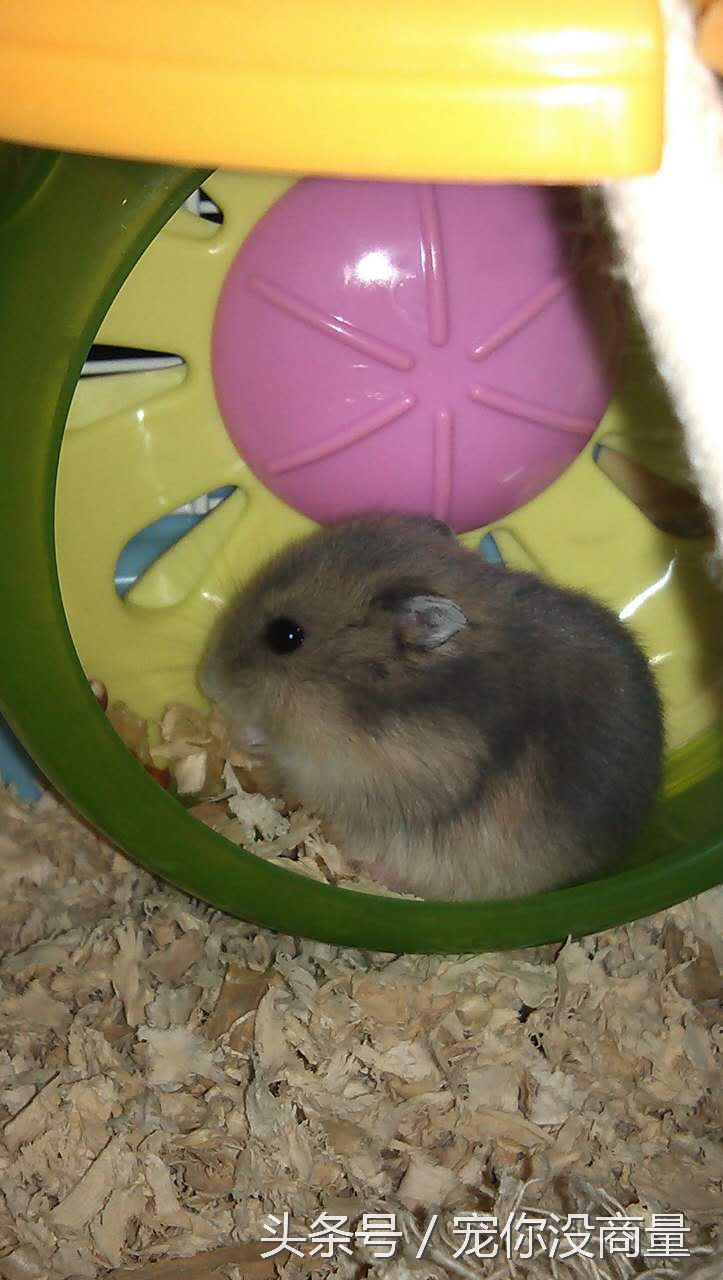 仓鼠新手指南_仓鼠不喝水会死吗_养仓鼠的条件