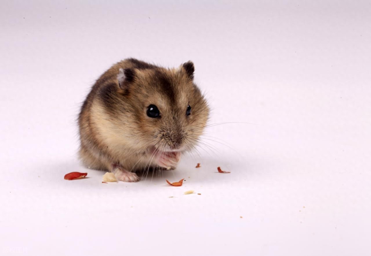 守护仓鼠萌宠：警惕这些“舌尖上的危险”