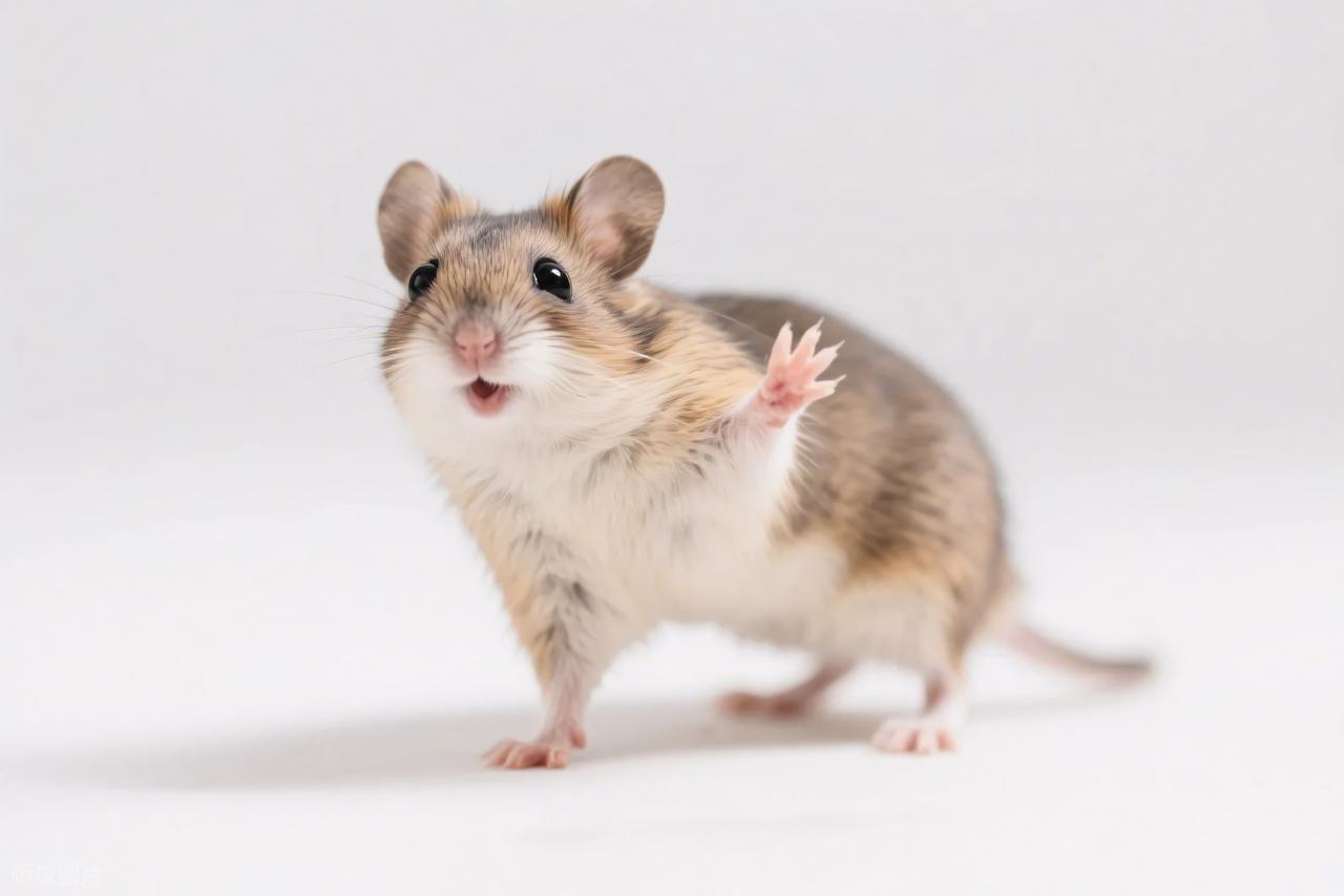 致命食物对仓鼠的影响_仓鼠不喝水会死吗_仓鼠饮食禁忌