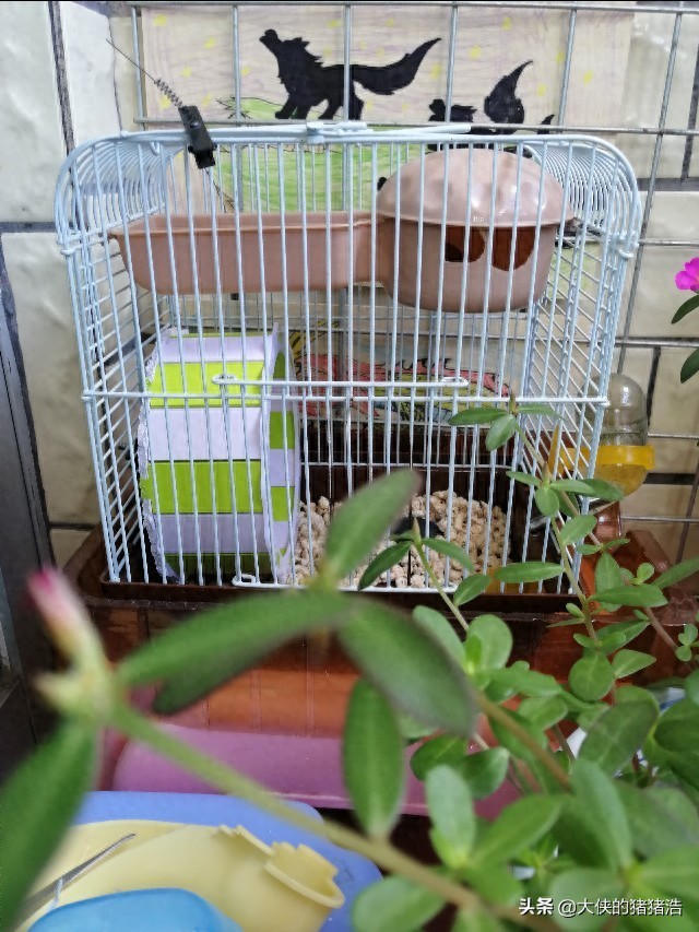 可爱的仓鼠不见了，很难过唉