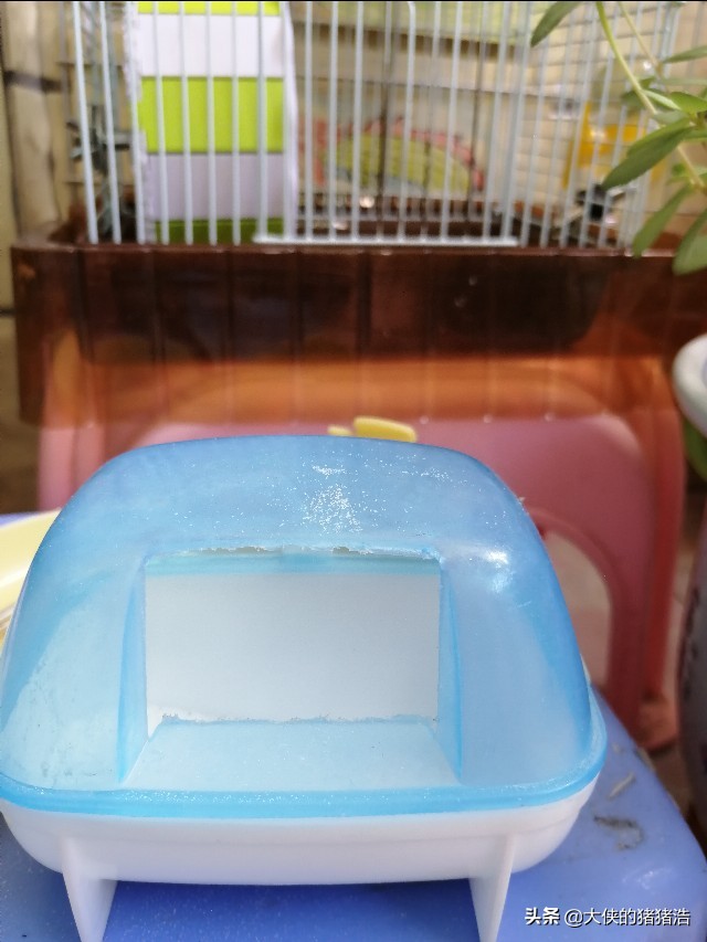 仓鼠不喝水会死吗_仓鼠失踪原因 下水道寻找仓鼠 悲伤的仓鼠离去