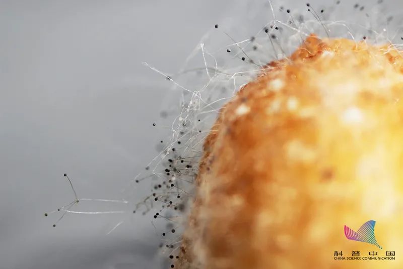 女子接触发霉玉米后肺部全白_黄曲霉菌食物中毒症状_发霉玉米肺部真菌感染