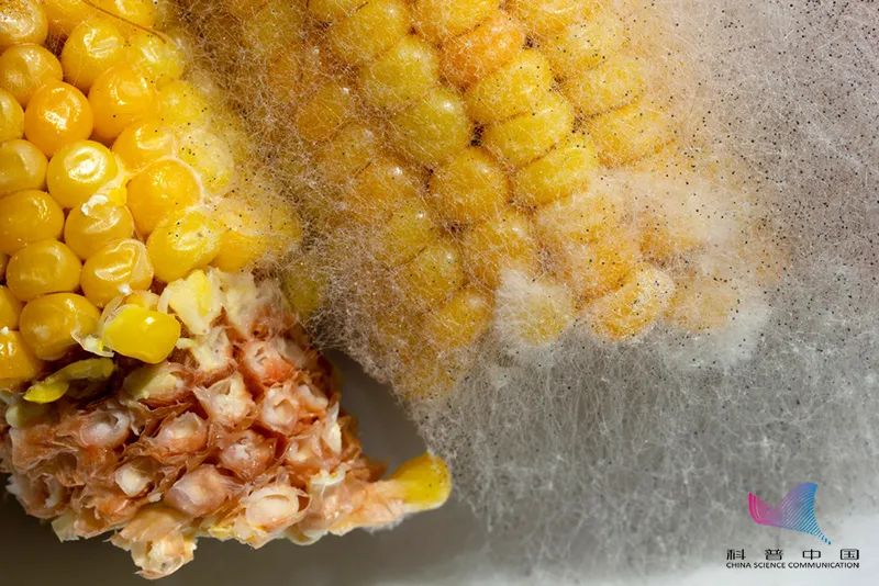 黄曲霉菌食物中毒症状_发霉玉米肺部真菌感染_女子接触发霉玉米后肺部全白