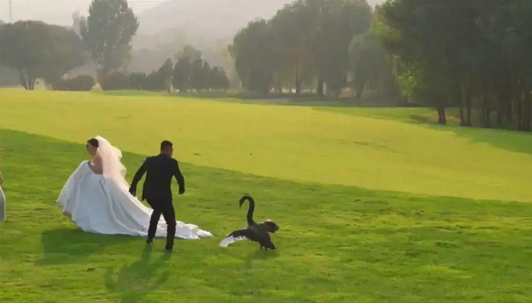 新人拍婚纱照遭遇“黑天鹅抢新娘”，新郎：有些害怕但要保护对象