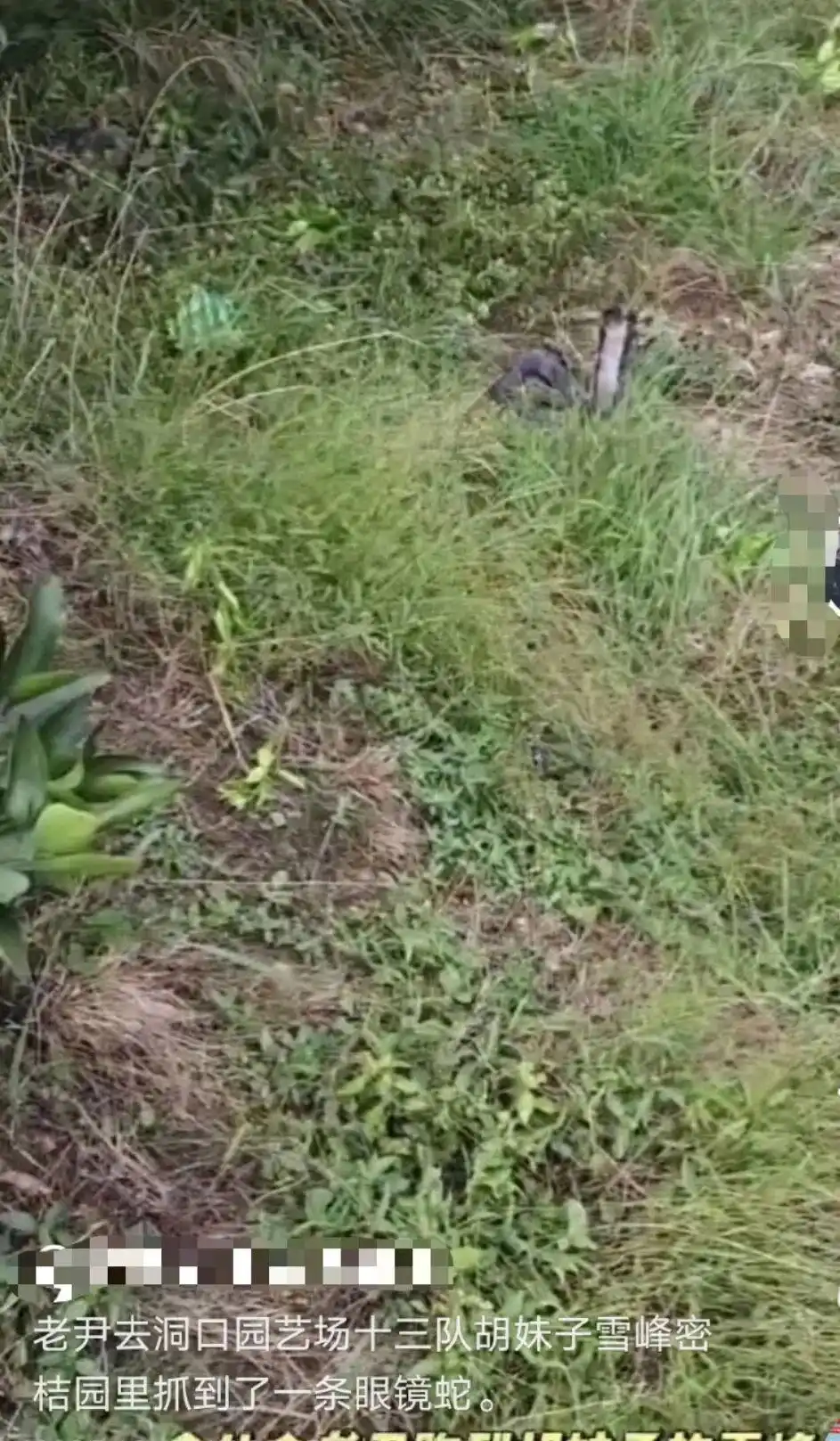 直播抓蛇被咬伤失联的大叔已回家_湖南邵阳男子直播挖蛇被咬伤后失踪_男子直播挖蛇被银环蛇咬伤未治疗离开医院