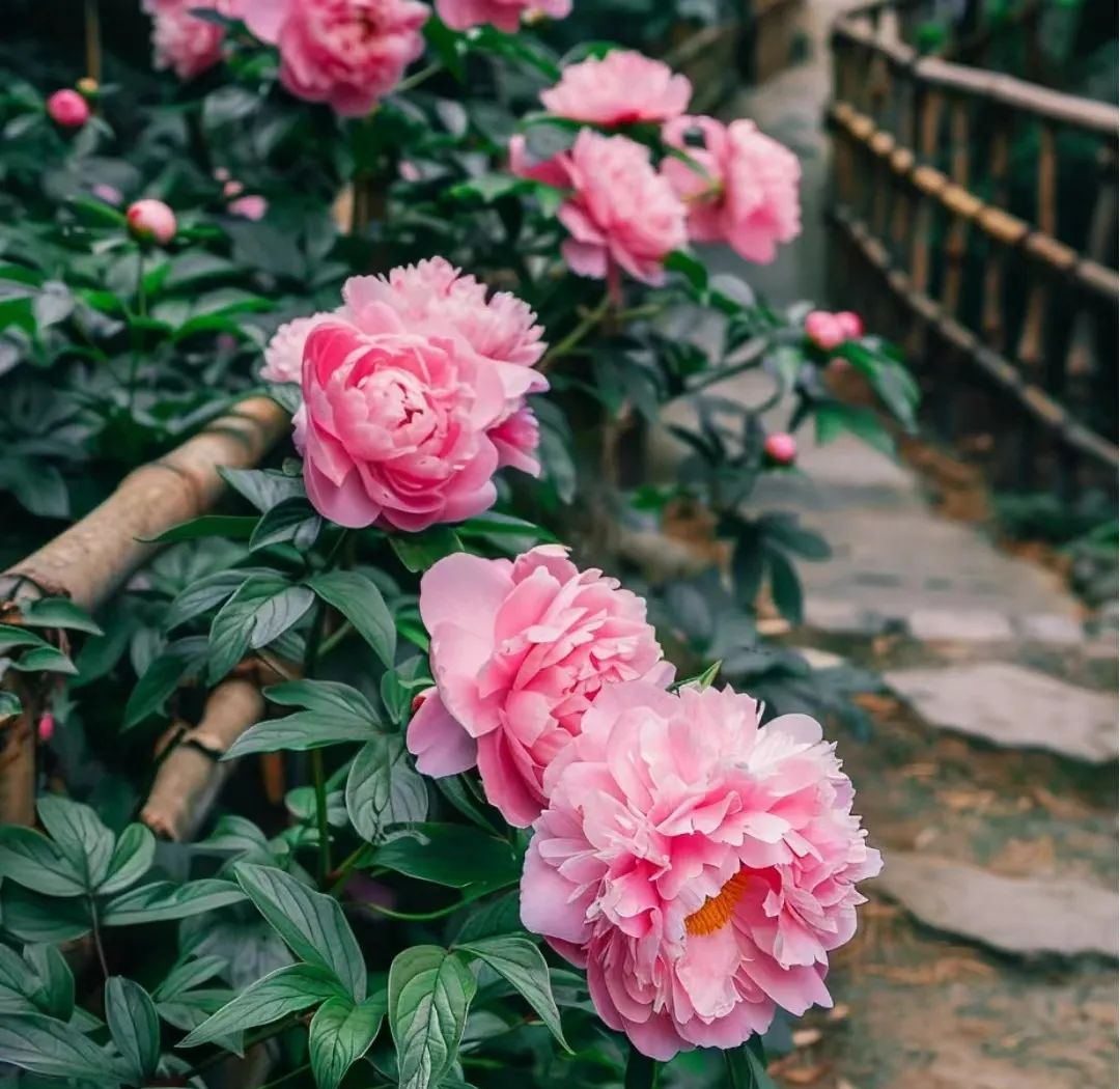 微信头像推荐：自然风景中的阳光与宁静，令人心旷神怡的头像选择