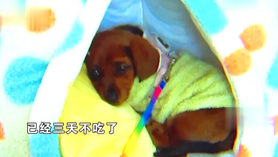 免费领养狗狗正规网_宠物领养陷阱_后院猫狗领养骗局
