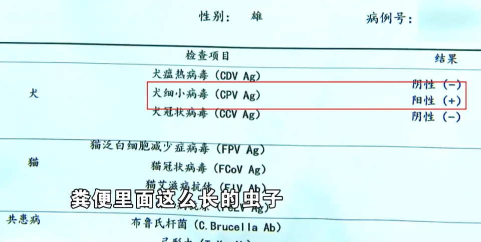 免费领养狗狗正规网_后院猫狗领养骗局_宠物领养陷阱