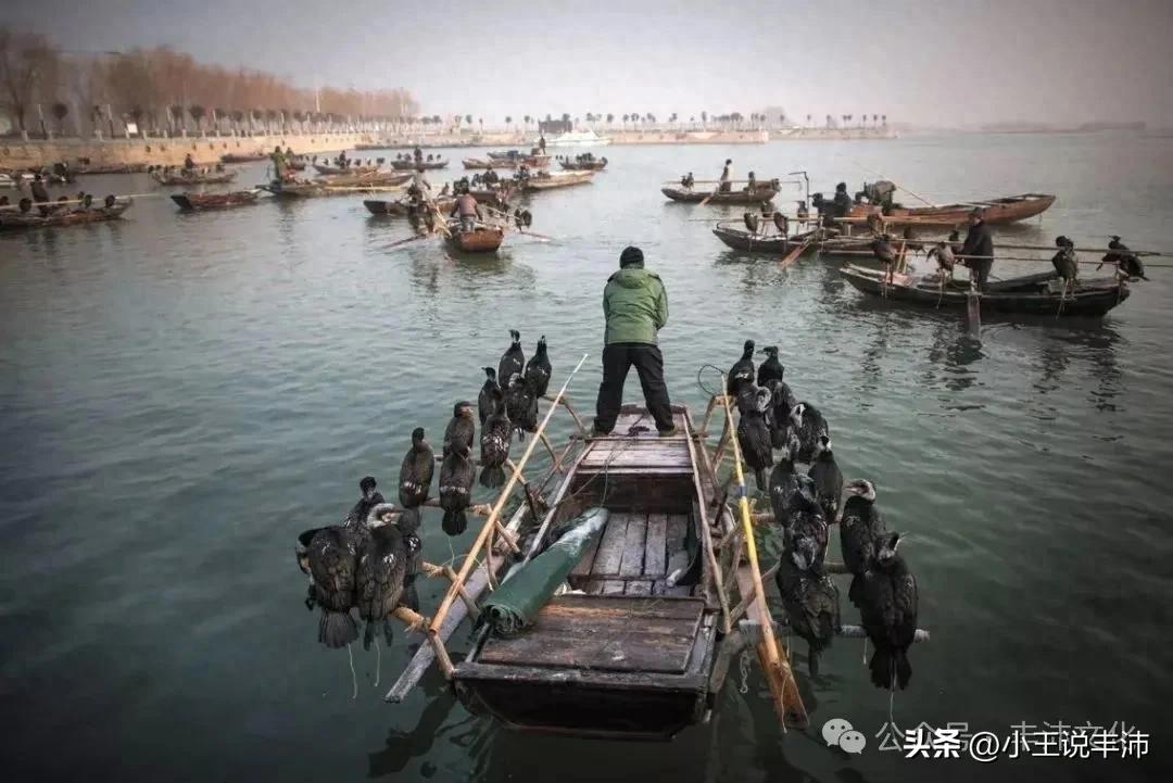 沛县旧事：微山湖上曾经壮观的鱼鹰捕鱼