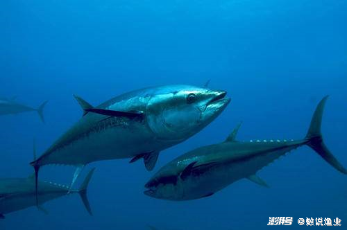印度洋金枪鱼捕捞量排名_印度洋金枪鱼兼捕问题_金枪鱼捕捞