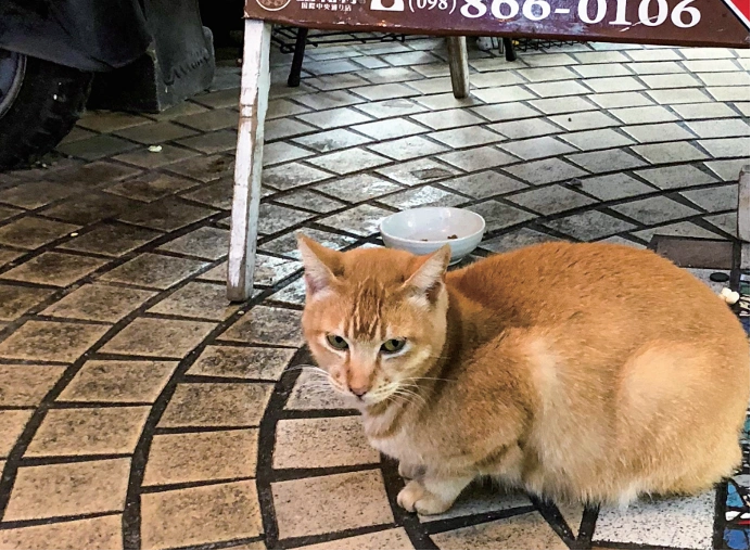 别让宠物救命血成流浪动物的索命符_室内养猫好处_流浪猫生态影响