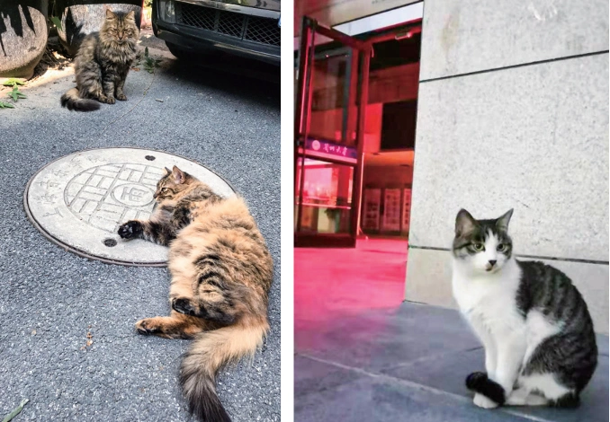 室内养猫好处_流浪猫生态影响_别让宠物救命血成流浪动物的索命符