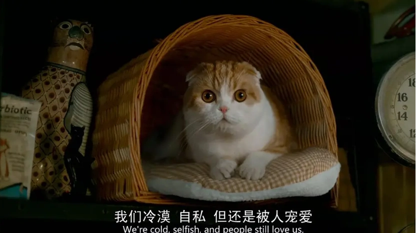 别让宠物救命血成流浪动物的索命符_流浪猫生态影响_室内养猫好处