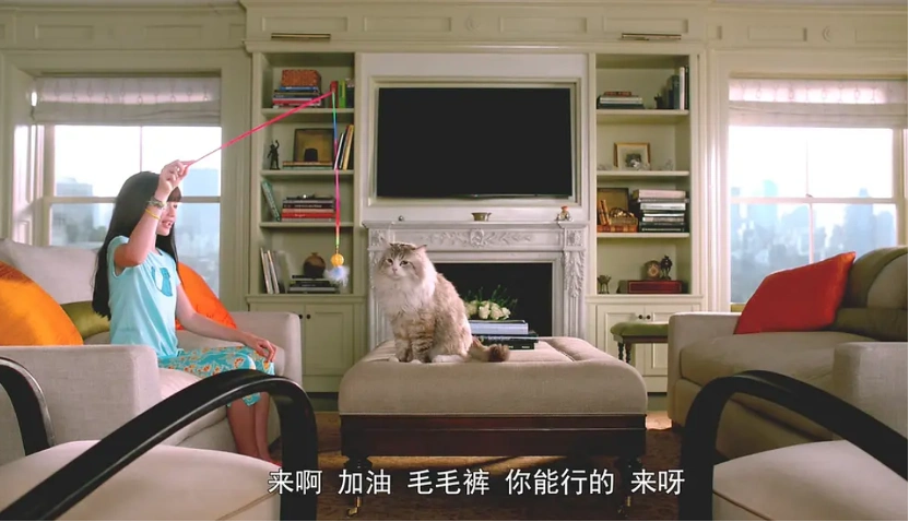 室内养猫好处_别让宠物救命血成流浪动物的索命符_流浪猫生态影响