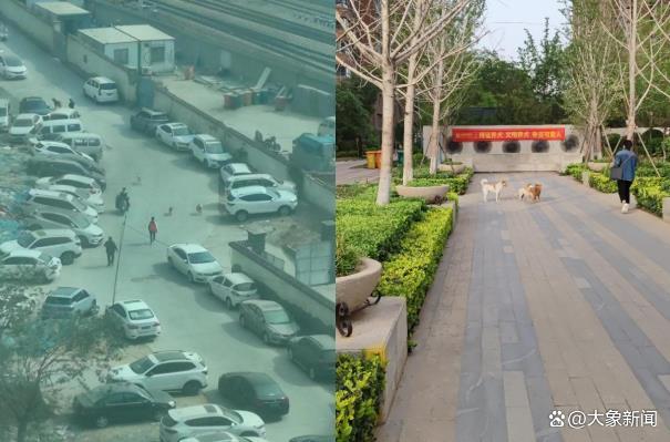 流浪狗救助_别让宠物救命血成流浪动物的索命符_流浪狗围攻居民