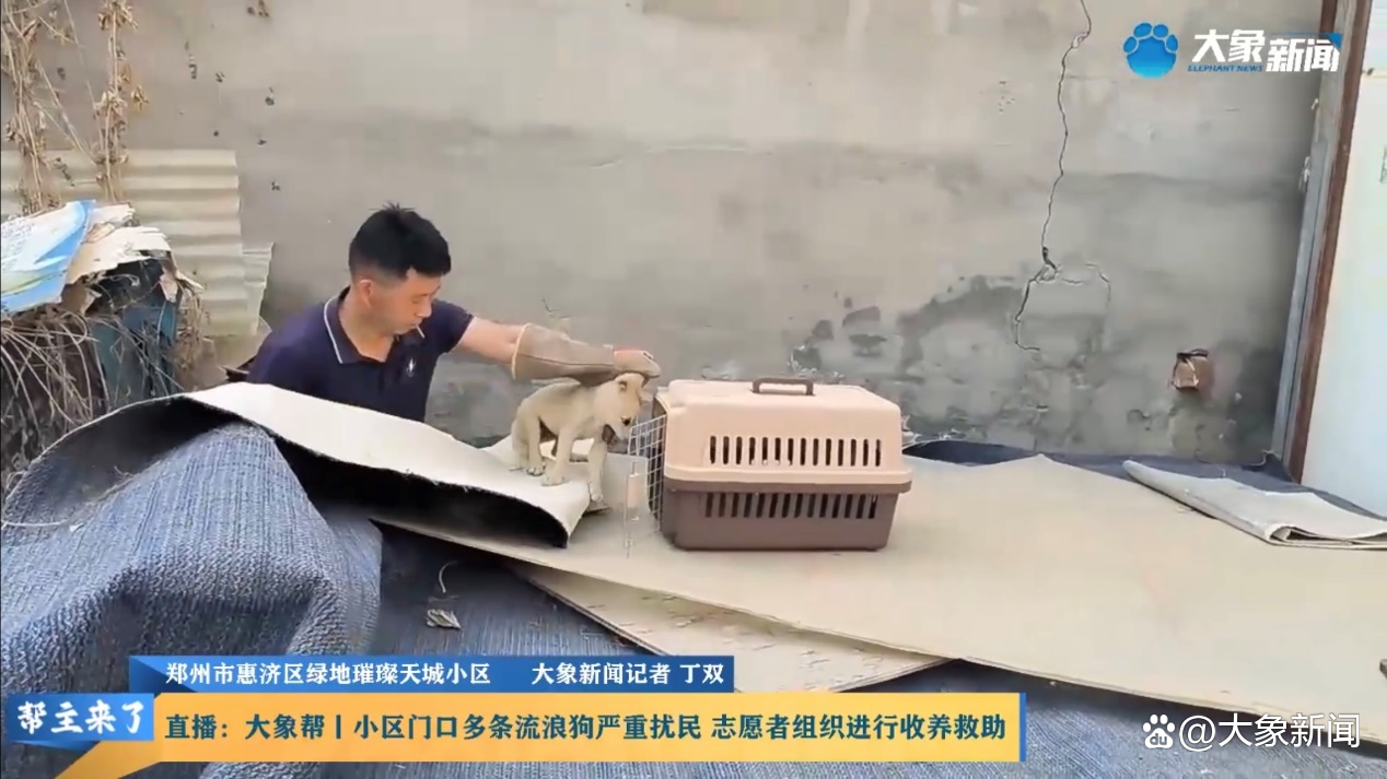 别让宠物救命血成流浪动物的索命符_流浪狗围攻居民_流浪狗救助