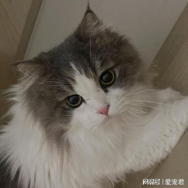 3个让讨厌洗澡的猫咪也能保持干净的小妙招