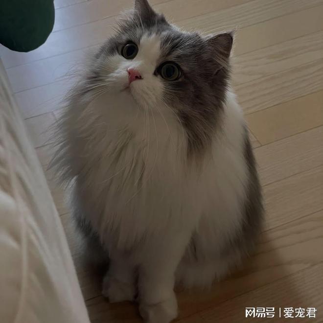 爱洗澡的猫猫_如何清洁不爱洗澡的猫_猫咪不洗澡怎么办