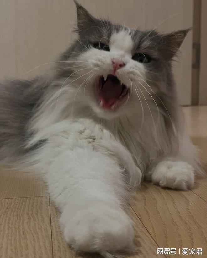 猫咪不洗澡怎么办_爱洗澡的猫猫_如何清洁不爱洗澡的猫