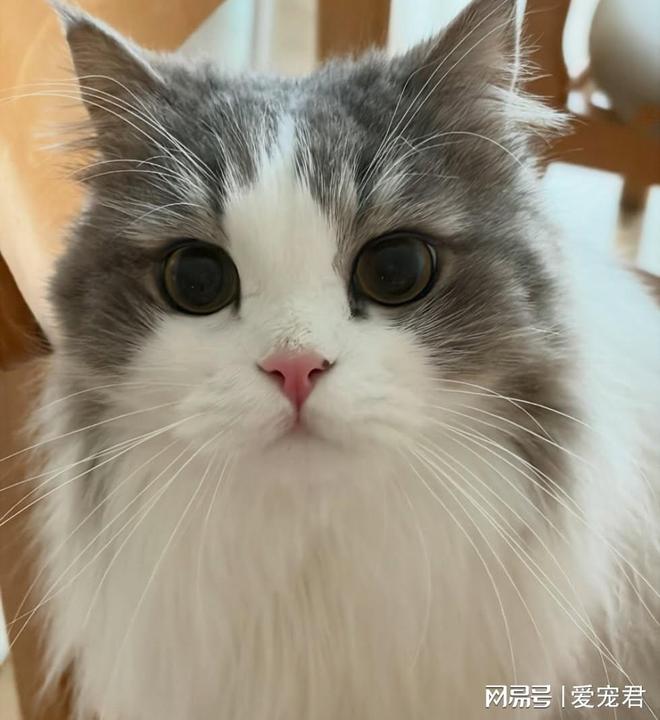 如何清洁不爱洗澡的猫_猫咪不洗澡怎么办_爱洗澡的猫猫