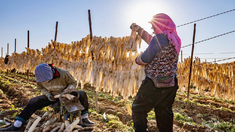 流感疫苗接种时间_流感疫苗种类选择_流感毒株变了!中疾控提醒