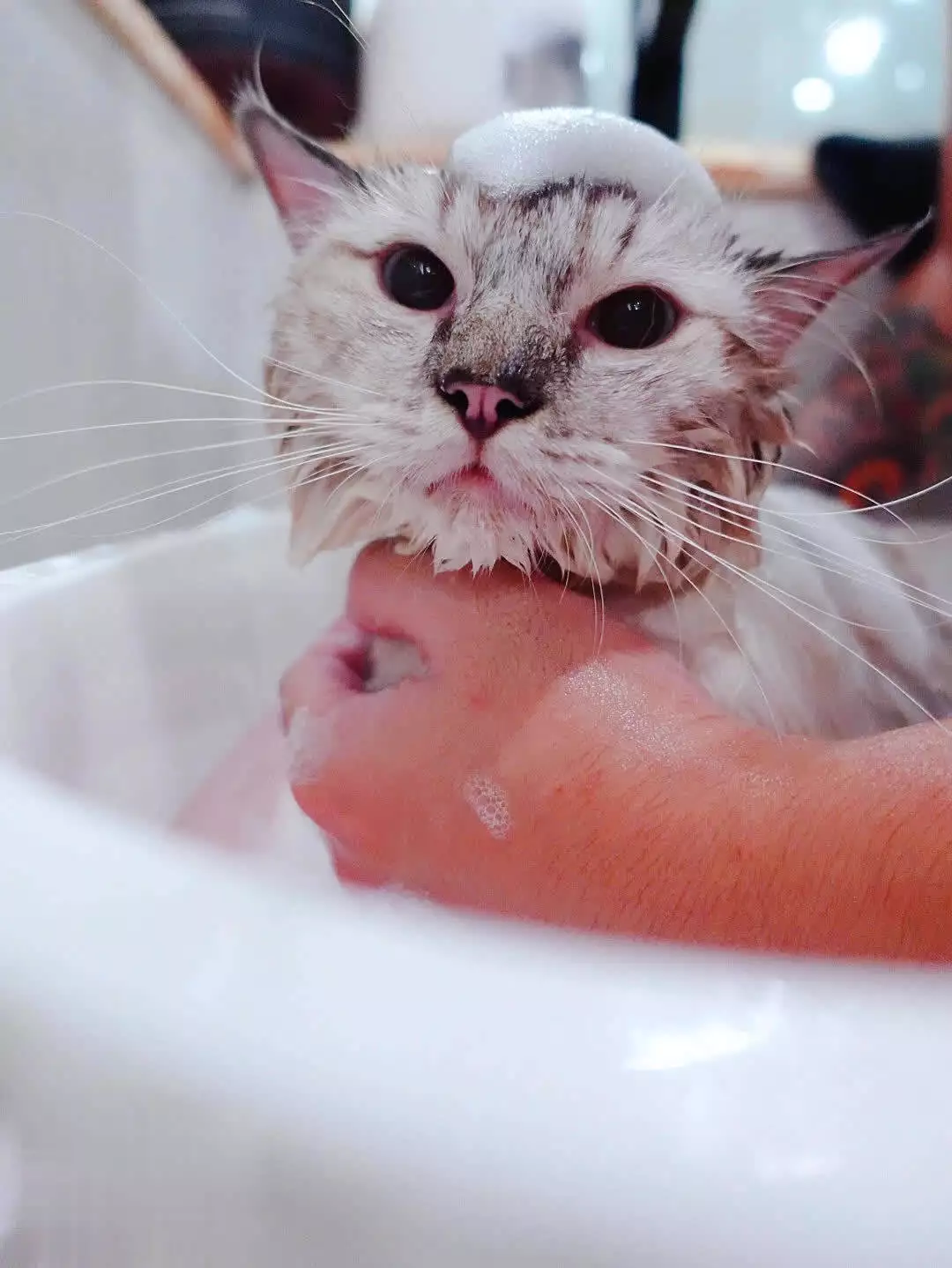 爱洗澡的猫猫_猫咪洗澡误区_夏季猫咪洗澡频率